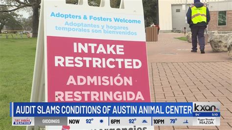 'We have fallen so short': Audit committee slams poor conditions at Austin Animal Center