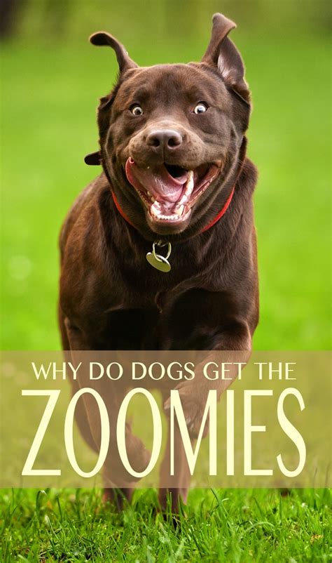 'Zoomies': Why do dogs get them?