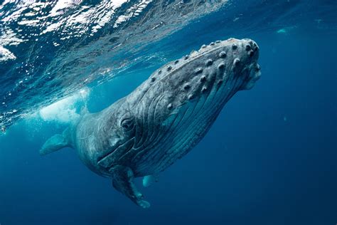 'the whale'. Whales are fully aquatic, open-ocean animals: they can feed, mate, give birth, suckle and raise their young at sea. Whales range in size from the 2.6 metres (8.5 ft) and 135 kilograms (298 lb) dwarf sperm whale to the 29.9 metres (98 ft) and 190 tonnes (210 short tons) blue whale, which is the 