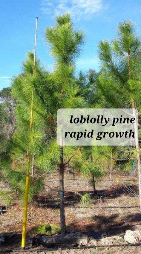 (1) LOBLOLLY PINE TREE BAREROOT 3 Ft FAST GROW EVERGREEN …