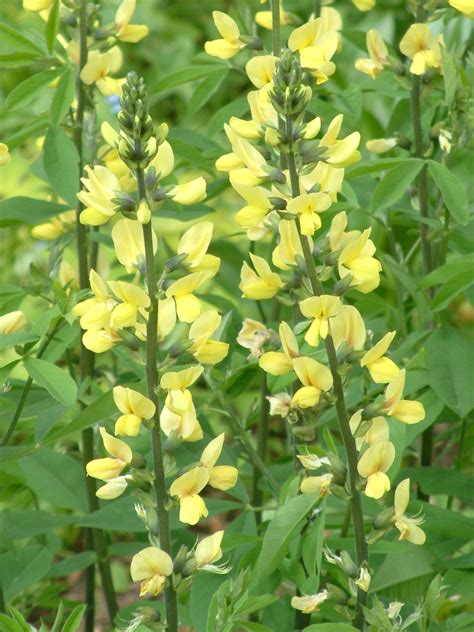 (1751-1752) Proposals to Conserve the Names Thermopsis lanceolata …