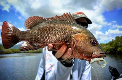 (2) Mangrove Jack