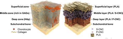 (2016) Directed cell growth in multi-zonal scaffolds for cartilage ... - wintechmobiles.com