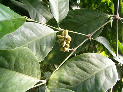 (Gnetum gnemon griffithii) - Botanical Realm - raincitystudios.com
