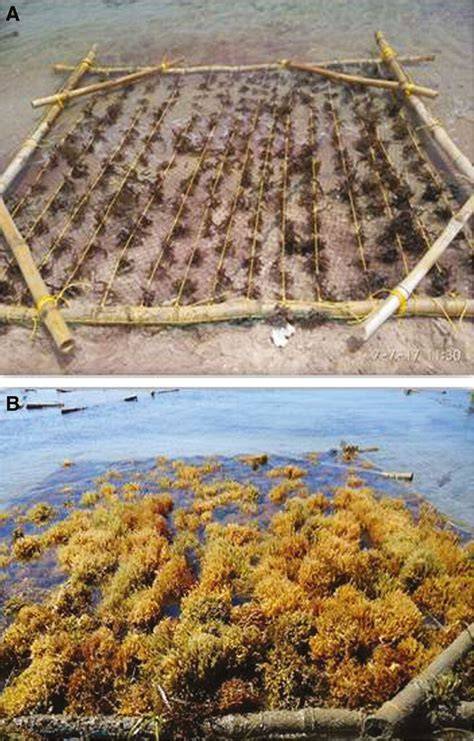 (Kappaphycus alvarezii) with Flouting Raft Method in Tanjung ... - Neliti - raincitystudios.com
