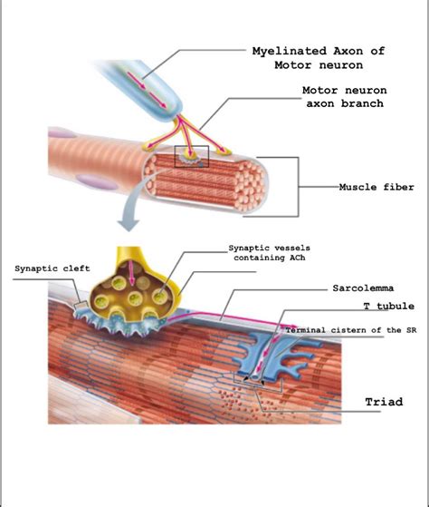 (Open Access) The mechanical properties of sarcolemmal vesicles …