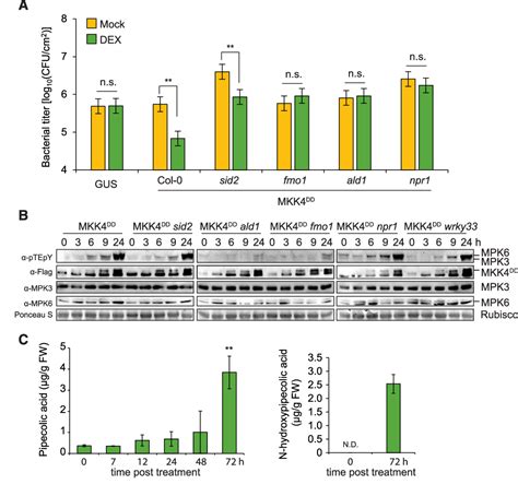 (PDF) A MPK3/6-WRKY33-ALD1-Pipecolic acid Regulatory