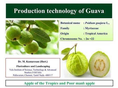 (PDF) ADVANCES IN GUAVA PROPAGATION - raincitystudios.com