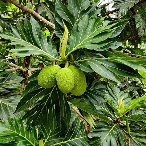 (PDF) Breadfruit (Artocarpus altilis) - Academia.edu - raincitystudios.com