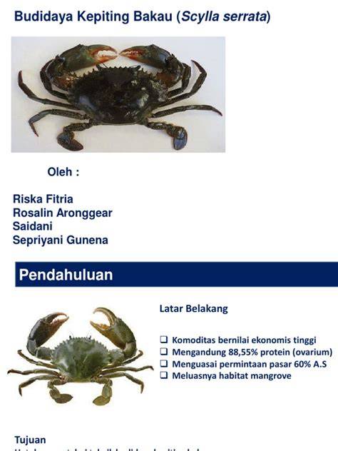 (PDF) BUDIDAYA KEPITING BAKAU - ResearchGate - raincitystudios.com