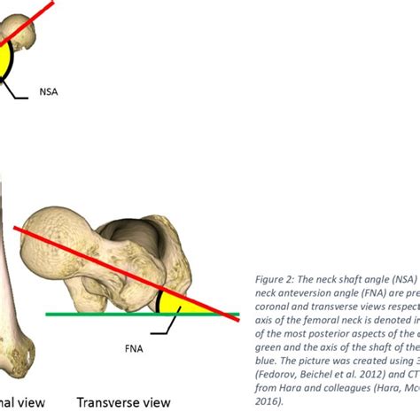 (PDF) Biomechanics of the Hip During Gait