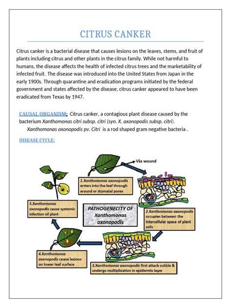 (PDF) Citrus - Production, Processing, and Marketing - raincitystudios.com