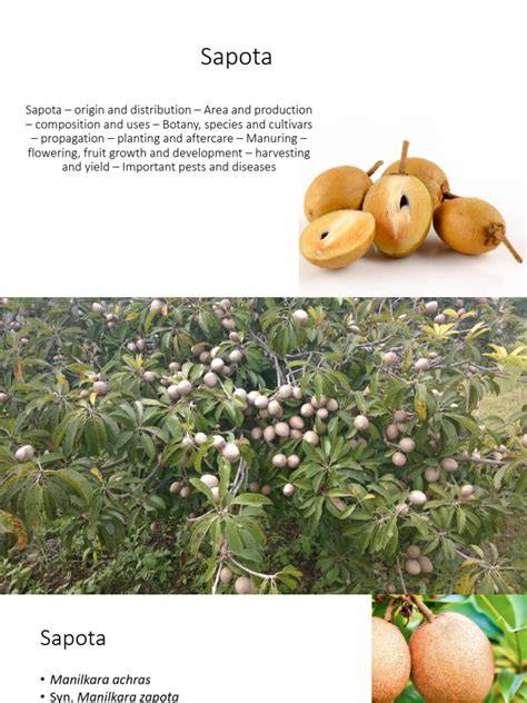 (PDF) Commercial Cultivation of Sapota - ResearchGate - raincitystudios.com