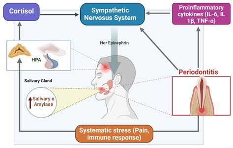 (PDF) Comparative Analysis of Salivary Alpha-Amylase Enzyme ... - muktibox.com