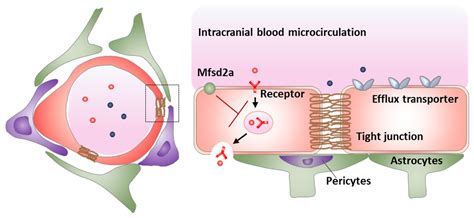 (PDF) CSF, blood-brain barrier, and brain drug …