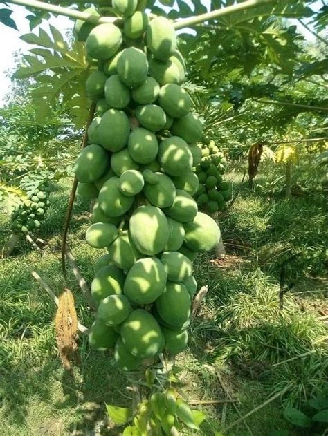 (PDF) Carica papaya L. var. Taiwan red lady 786 - An overview