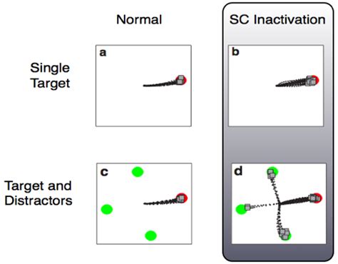 (PDF) Cortical dynamics of saccade-target selection