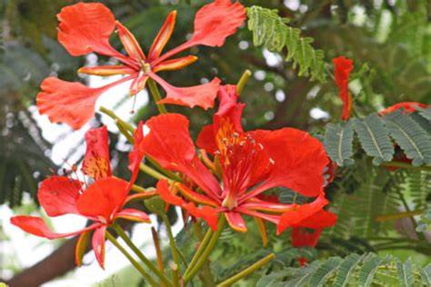 (PDF) Delonix regia Fabaceae -Caesalpinioideae - raincitystudios.com
