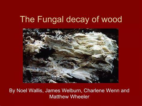 (PDF) Evolution of Fungal Wood Decay - ResearchGate - raincitystudios.com