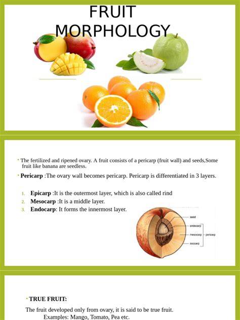 (PDF) FORAL AND FRUIT MORPHOLOGY AND … - raincitystudios.com