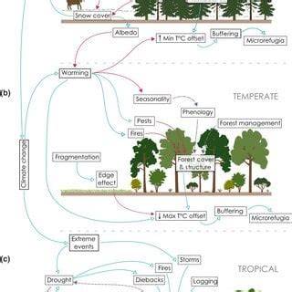 (PDF) Forest microclimates and climate change: … - raincitystudios.com