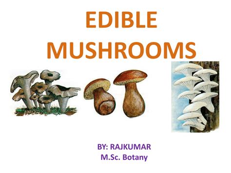 (PDF) FUNGI: A REVIEW ON MUSHROOMS - ResearchGate