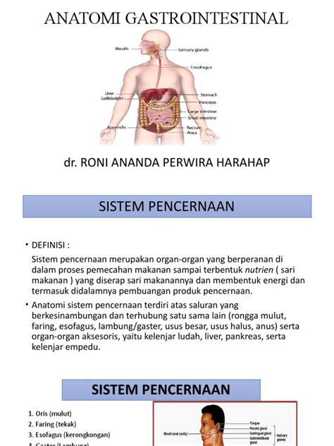 (PDF) GASTROINTESTINAL SISTEMIN ANATOMI. 