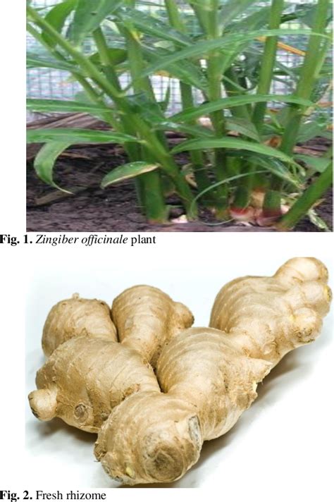 (PDF) Ginger (Zingiber officinale (L.) Rosc) Improves