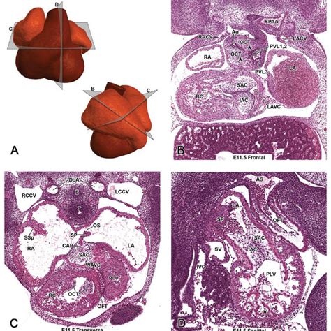 (PDF) Histology Atlas of the Developing Mouse Heart …