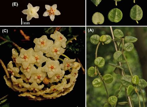 (PDF) Hoya tengchongensis (Apocynaceae, Asclepiadoideae) – a …