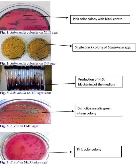 (PDF) Isolation, Identification and Counting of Salmonella spp.