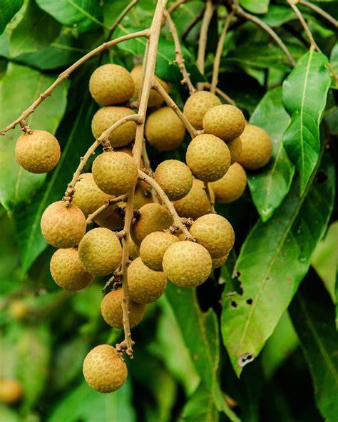 (PDF) LONGAN (Dimocarpus longan Lour) - raincitystudios.com