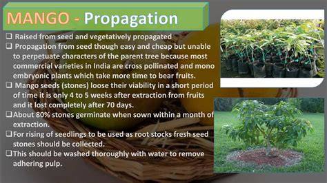 (PDF) Mango propagation - ResearchGate - raincitystudios.com