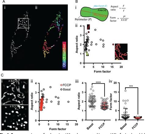 (PDF) Methods to Assess Mitochondrial Morphology in