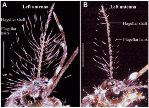 (PDF) Mosquito hearing: Sound-induced antennal ... - ResearchGate