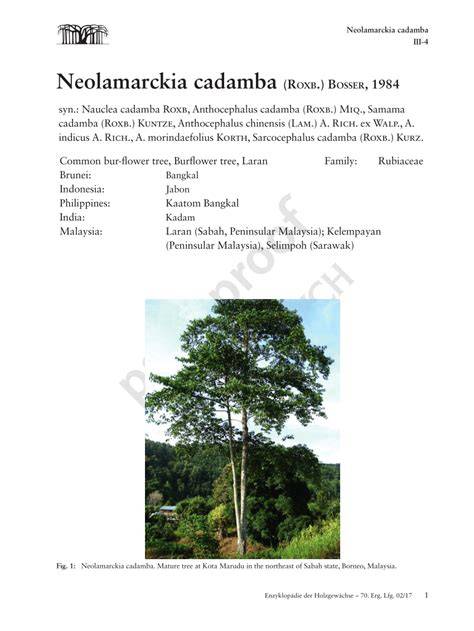 (PDF) Neolamarckia cadamba (Roxb.) Bosser, 1984 - raincitystudios.com