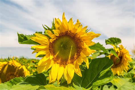 (PDF) NEW EDITION ON SUNFLOWER CROP -ROMANIAN …