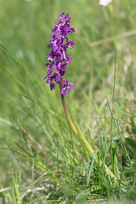 (PDF) Orchis mascula subsp. mascula (Orchidaceae) odnaleziony …