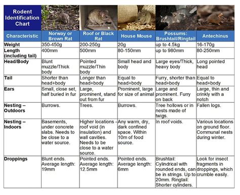 (PDF) Pest control: rodents - ResearchGate - muktibox.com