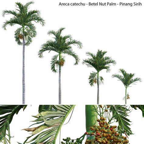 (PDF) PINANG (Areca catechu) - ResearchGate - raincitystudios.com