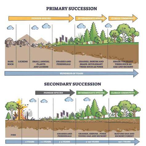 (PDF) Primary Succession - ResearchGate - raincitystudios.com