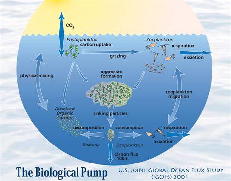 (PDF) Progress in oceanic biological pump - raincitystudios.com