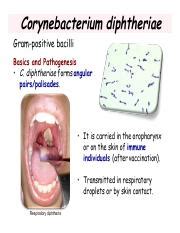 (PDF) Pathogenesis of Corynebacterium diphtheriae and available ...