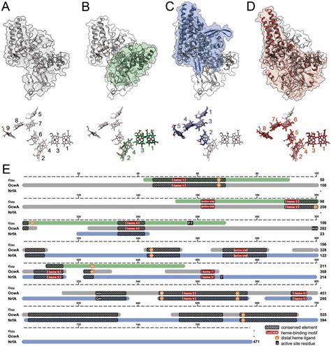 (PDF) Phyloecology of nrfA -ammonifiers and their ... - ResearchGate