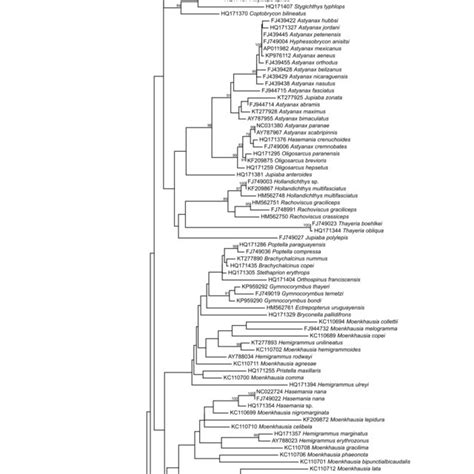 (PDF) Phylogenetic relationships of the neon tetras ... - ResearchGate