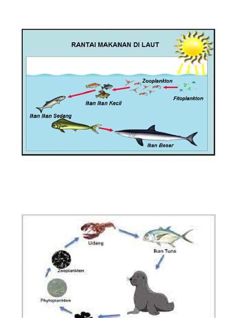 (PDF) RANTAI MAKANAN DI LAUT - ResearchGate - raincitystudios.com