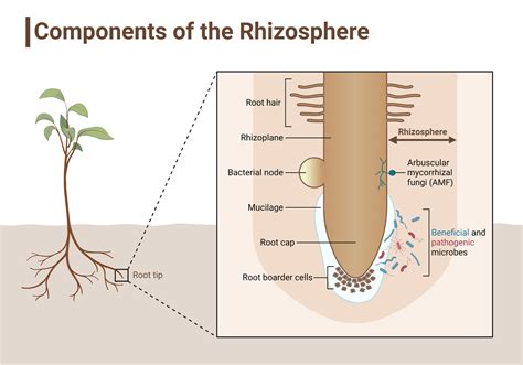 (PDF) Root-microbe-soil coupling enhances rhizosphere priming and ... - raincitystudios.com