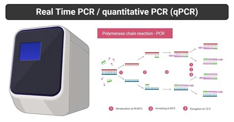 (PDF) Real Time Polymerase Chain Reaction (RT-PCR) for