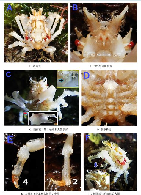 (PDF) Redescription of One Epialtid Crab of the Genus Thusaenys …