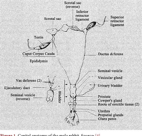 (PDF) Reproductive Physiology of Male Rabbits: A Key